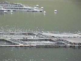 Salmon jumping in the salmon farm in Loch Ainort